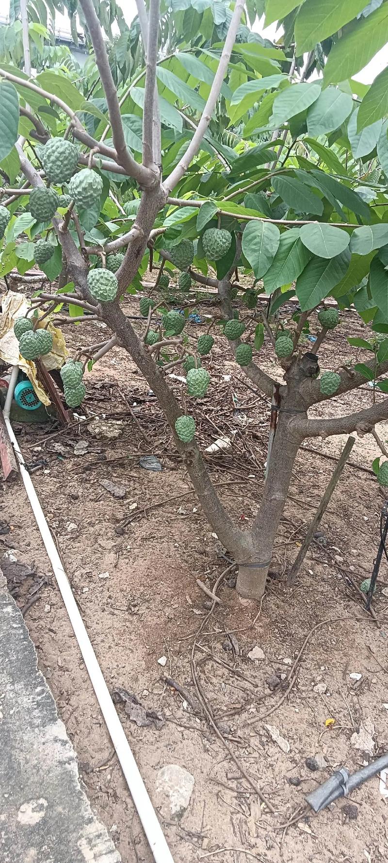 六、缓苗管理：遮阴、保湿、控水