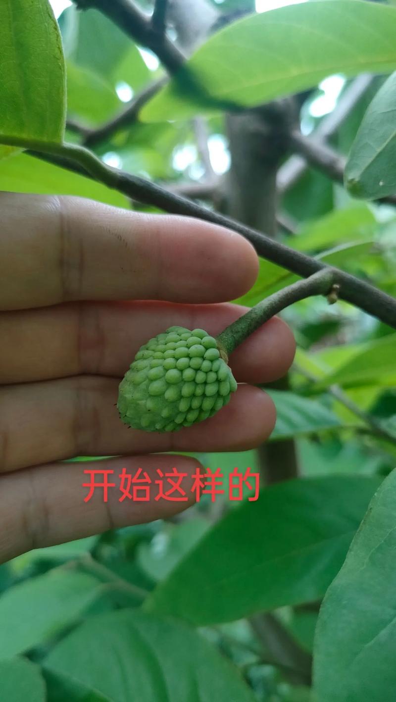 五、浇定根水：小水慢灌，浇透不积水