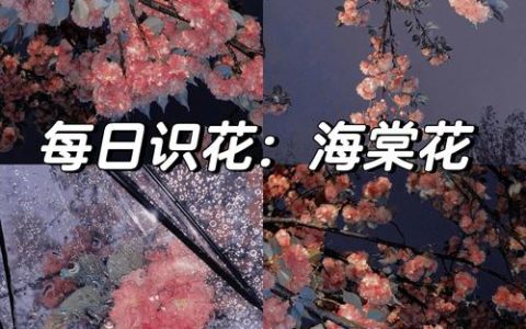 女人像海棠花什么意思？从花语寓意到养护全解析