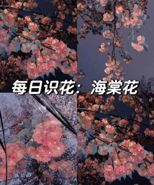 女人像海棠花什么意思？从花语寓意到养护全解析