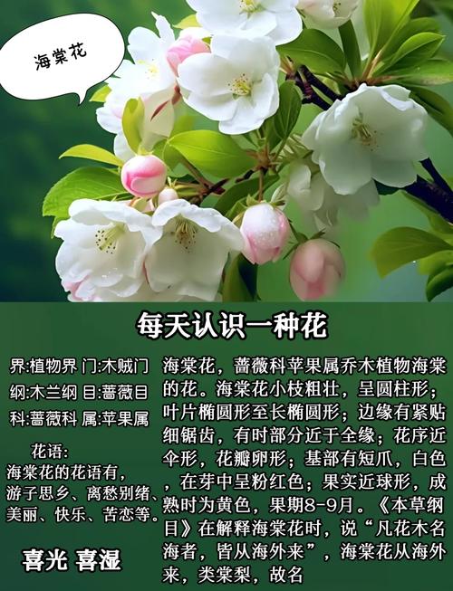 女人像海棠花什么意思?从花语寓意到养护全解析 常见问题FAQ