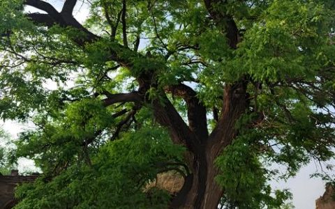国槐树的寓意与象征：庭院种植、风水禁忌与科学养护方案