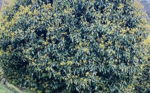 桂花树怎么修剪？掌握这些要点，枝繁叶茂花更香