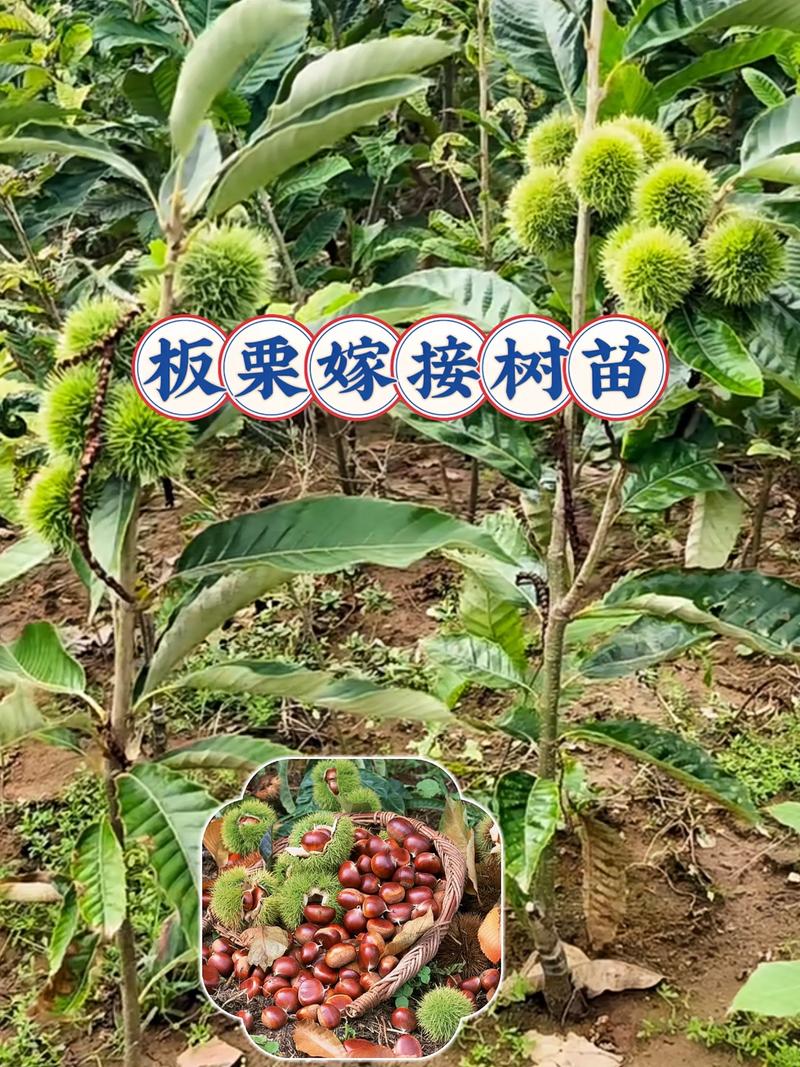 板栗树苗什么时候移栽?最佳时间与种植全指南 三、栽前处理:一剪二泡三蘸根