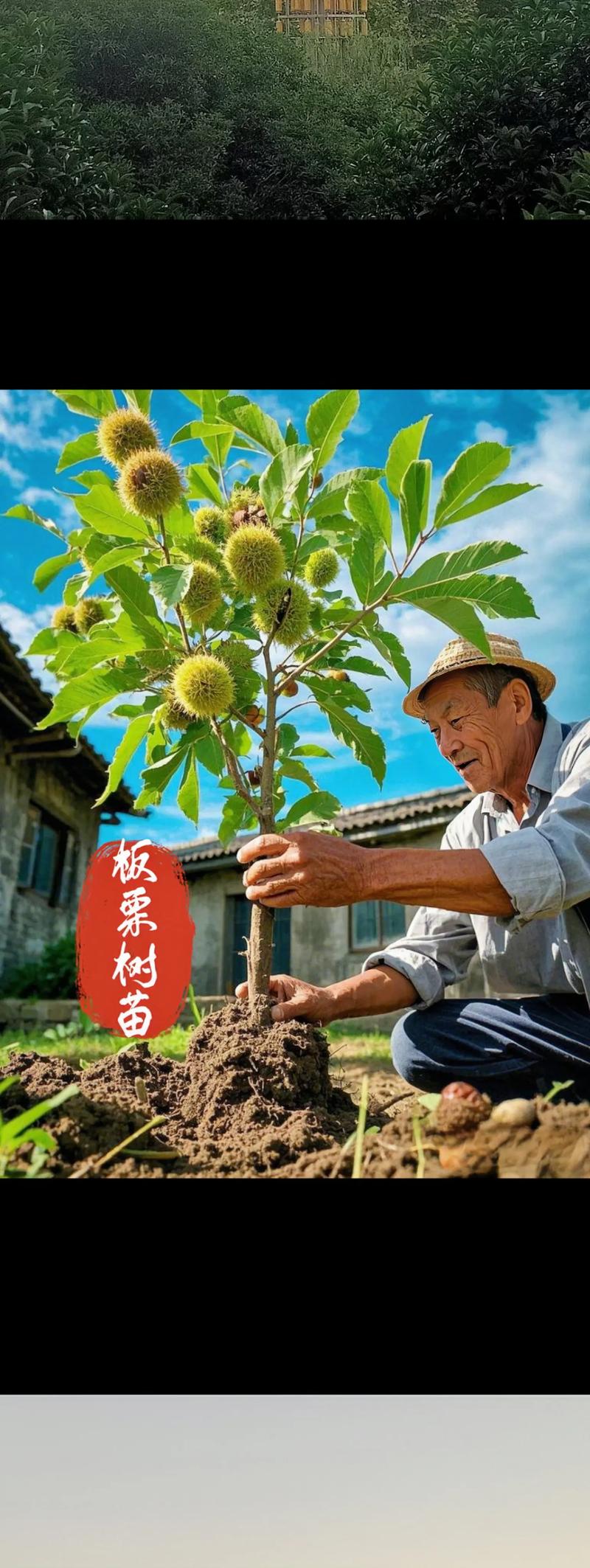 板栗树苗什么时候移栽?最佳时间与种植全指南 六、缓苗管理:遮阴保湿防暴晒