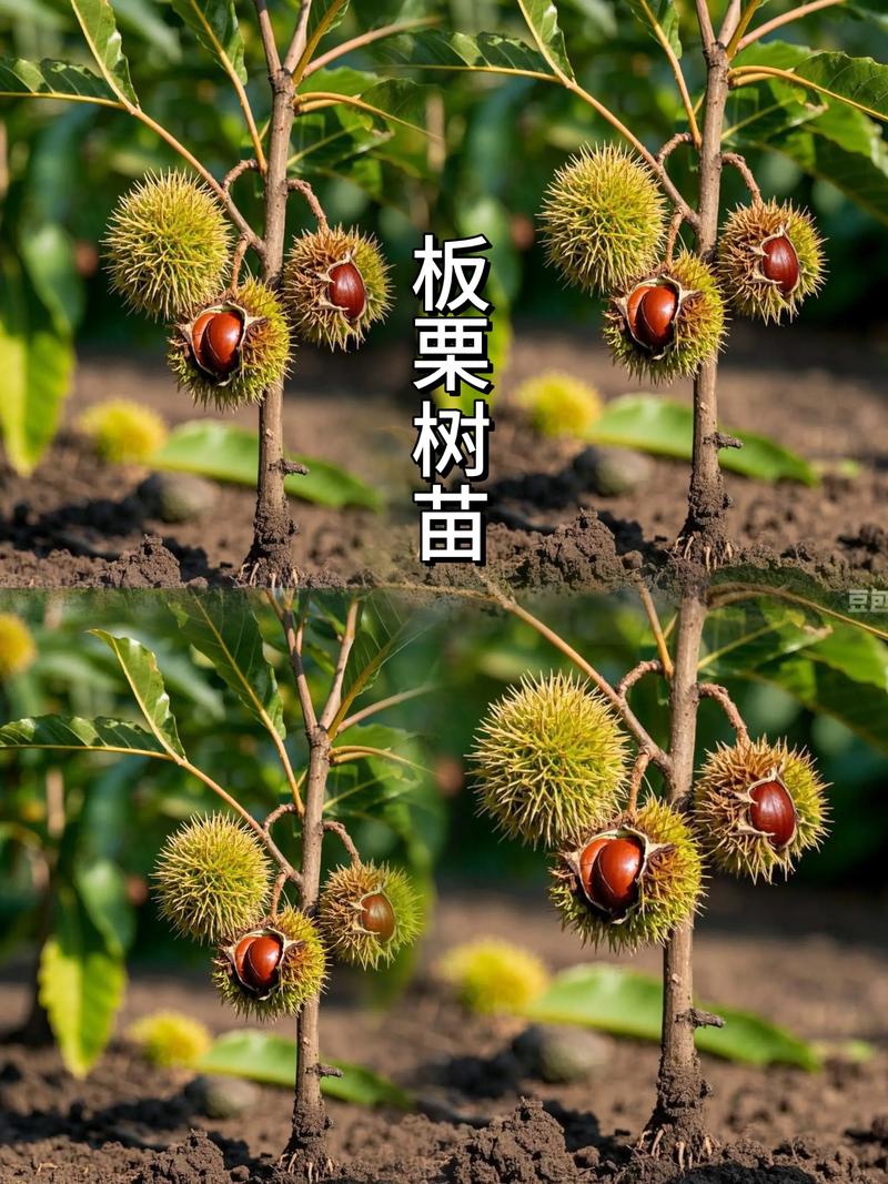 板栗树苗什么时候移栽?最佳时间与种植全指南 四、栽植深度:根茎结合部与地面平齐