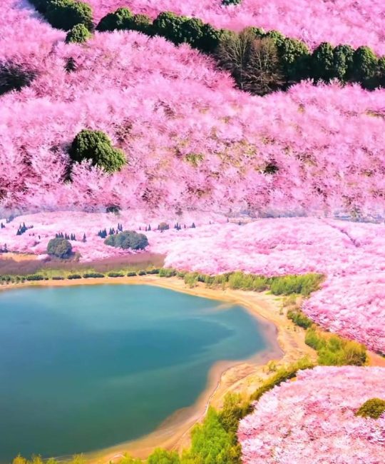 贵州平坝樱花属于哪里？探秘全球最大樱花基地的归属与魅力