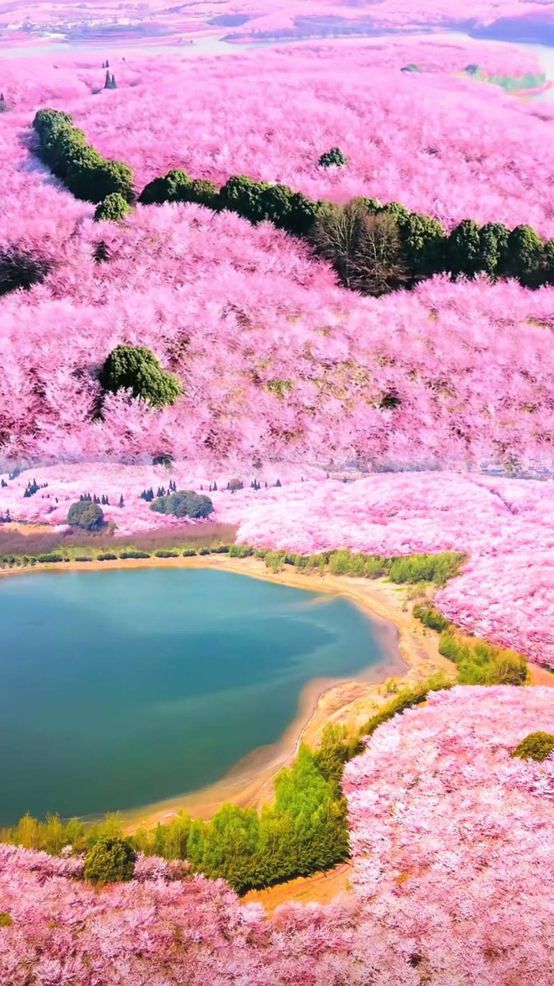 贵州平坝樱花属于哪里?探秘全球最大樱花基地的归属与魅力 贵州平坝樱花属于哪里?探秘全球最大樱花基地的归属与魅力