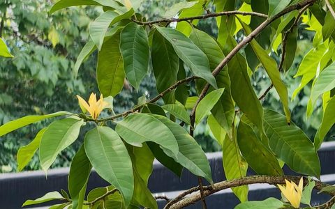 黄角兰树可以种在家院子里吗？一篇讲清条件与种植要点