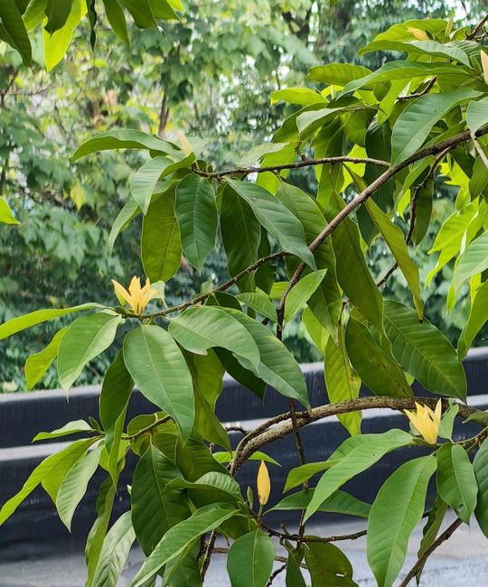 黄角兰树可以种在家院子里吗？一篇讲清条件与种植要点