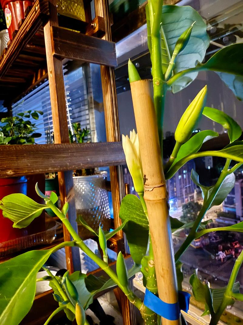 黄角兰树可以种在家院子里吗?一篇讲清条件与种植要点 一、适宜种植时间