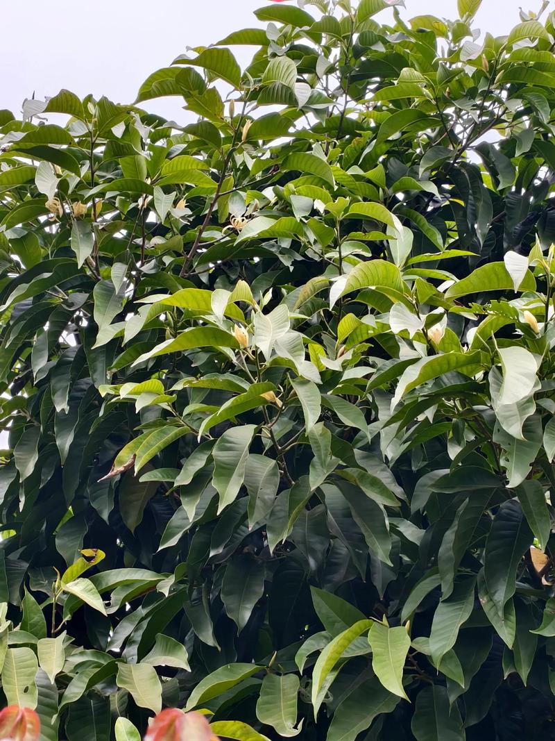 黄角兰树可以种在家院子里吗?一篇讲清条件与种植要点 二、土壤环境要求