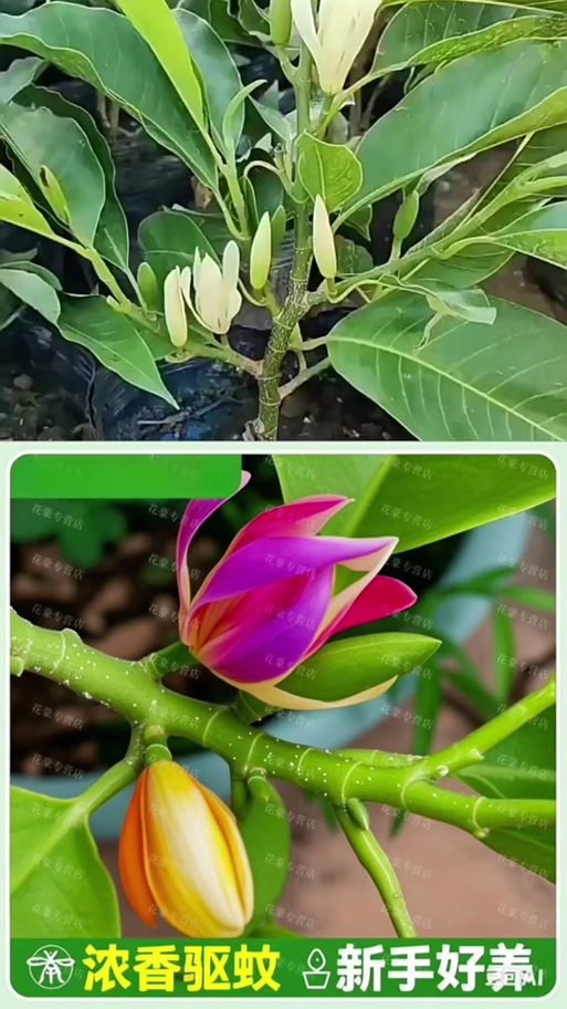 黄角兰树可以种在家院子里吗?一篇讲清条件与种植要点 四、栽植深度