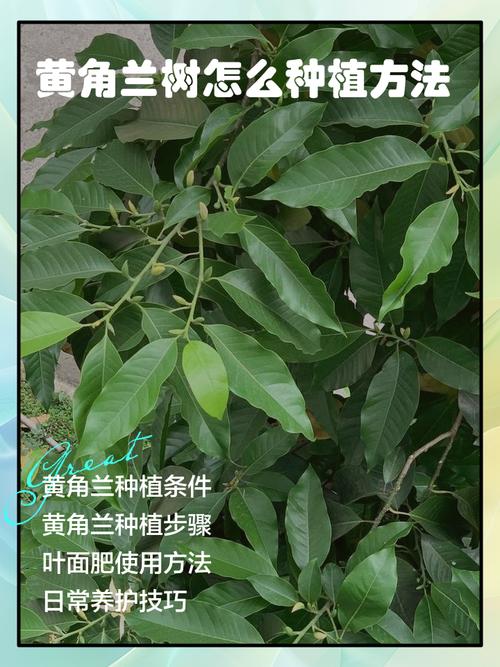 黄角兰树可以种在家院子里吗?一篇讲清条件与种植要点 三、栽前处理