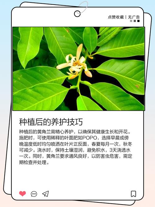 黄角兰树可以种在家院子里吗?一篇讲清条件与种植要点 六、缓苗管理