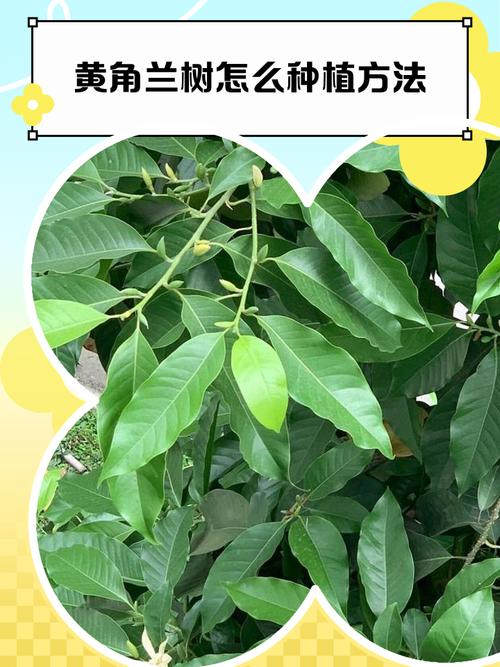 黄角兰树可以种在家院子里吗?一篇讲清条件与种植要点 五、浇定根水