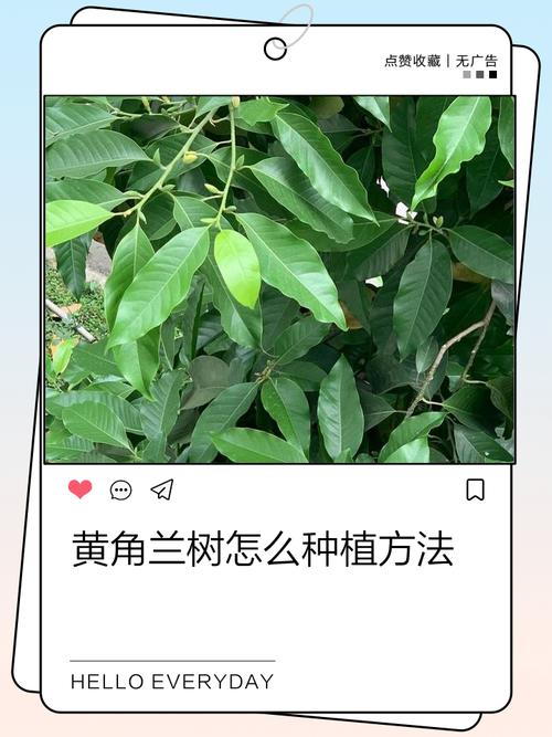 黄角兰树可以种在家院子里吗?一篇讲清条件与种植要点 七、成活后注意事项