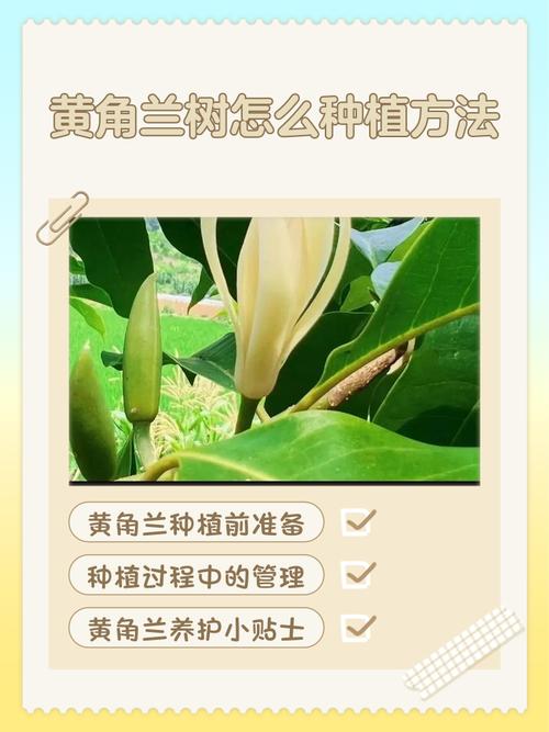 黄角兰树可以种在家院子里吗?一篇讲清条件与种植要点 总结