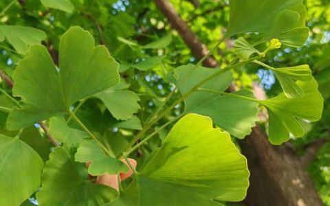 银杏是什么树种？从植物学特征到园林应用全解析