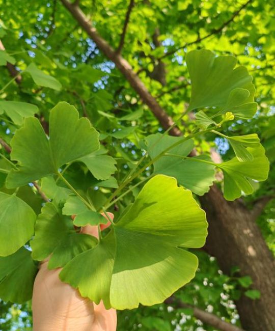 银杏是什么树种？从植物学特征到园林应用全解析