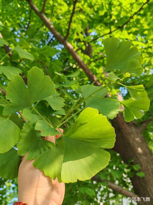 银杏是什么树种？从植物学特征到园林应用全解析