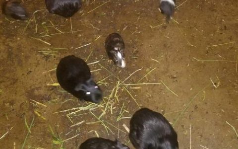 黑豚鼠种苗采购渠道选择指南：科学评估与风险规避
