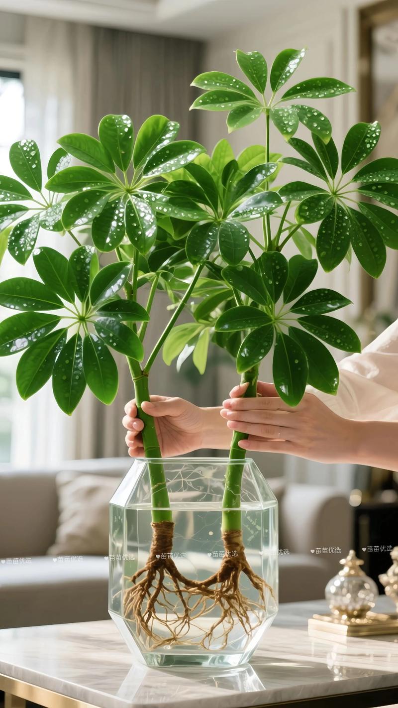 水培鸭掌木的适用水深与基质选择