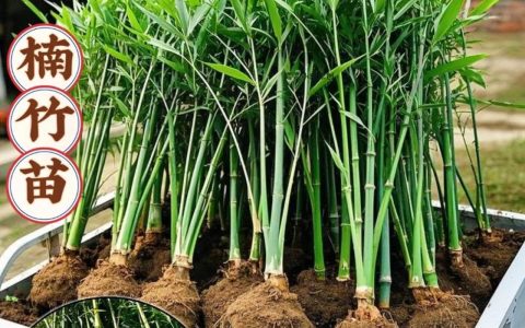 庭院种什么竹子好看？3种高颜值且易养护的品种推荐与种植方案