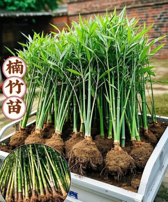 庭院种什么竹子好看？3种高颜值且易养护的品种推荐与种植方案