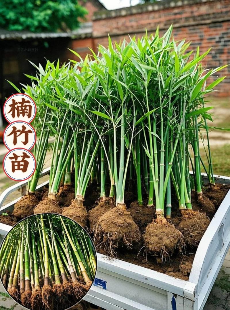 庭院种什么竹子好看?3种高颜值且易养护的品种推荐与种植方案 庭院种什么竹子好看?3种高颜值且易养护的品种推荐与种植方案