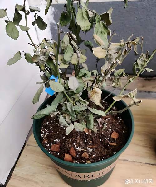 月季花花朵枯萎是怎么回事?原因排查与防治处理指南 分步排查清单(按顺序执行)
