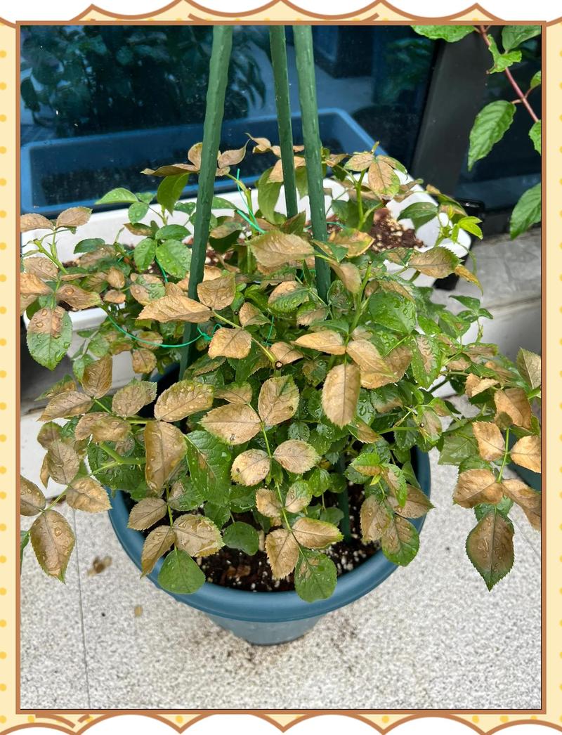 月季花花朵枯萎是怎么回事?原因排查与防治处理指南 FAQ