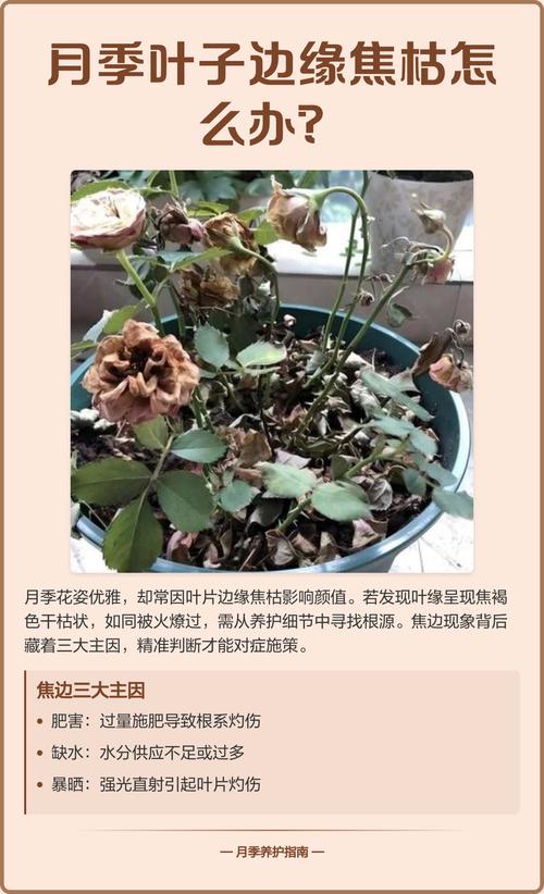 月季花花朵枯萎是怎么回事?原因排查与防治处理指南 总结:核心可执行动作