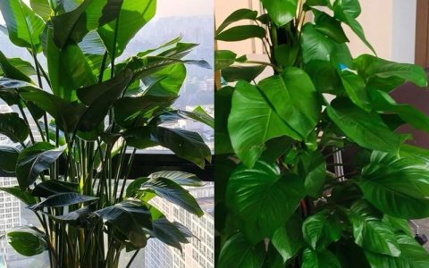 室内绿植好养活指南：从浇水到换盆，新手也能轻松上手
