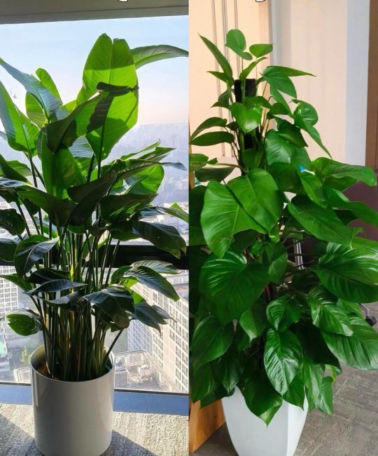 室内绿植好养活指南：从浇水到换盆，新手也能轻松上手