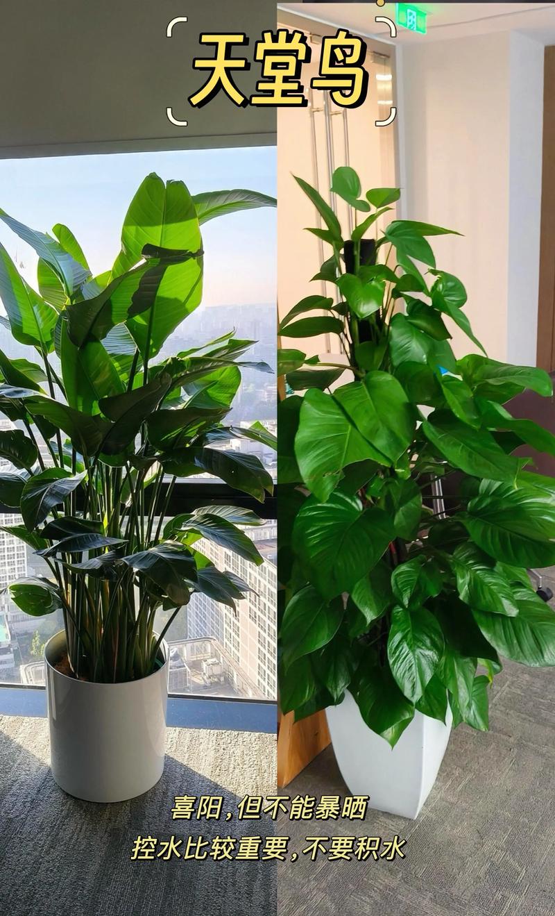 室内绿植好养活指南：从浇水到换盆，新手也能轻松上手