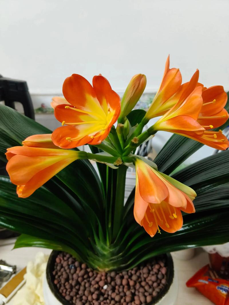 促花促果养护步骤（含操作细节）