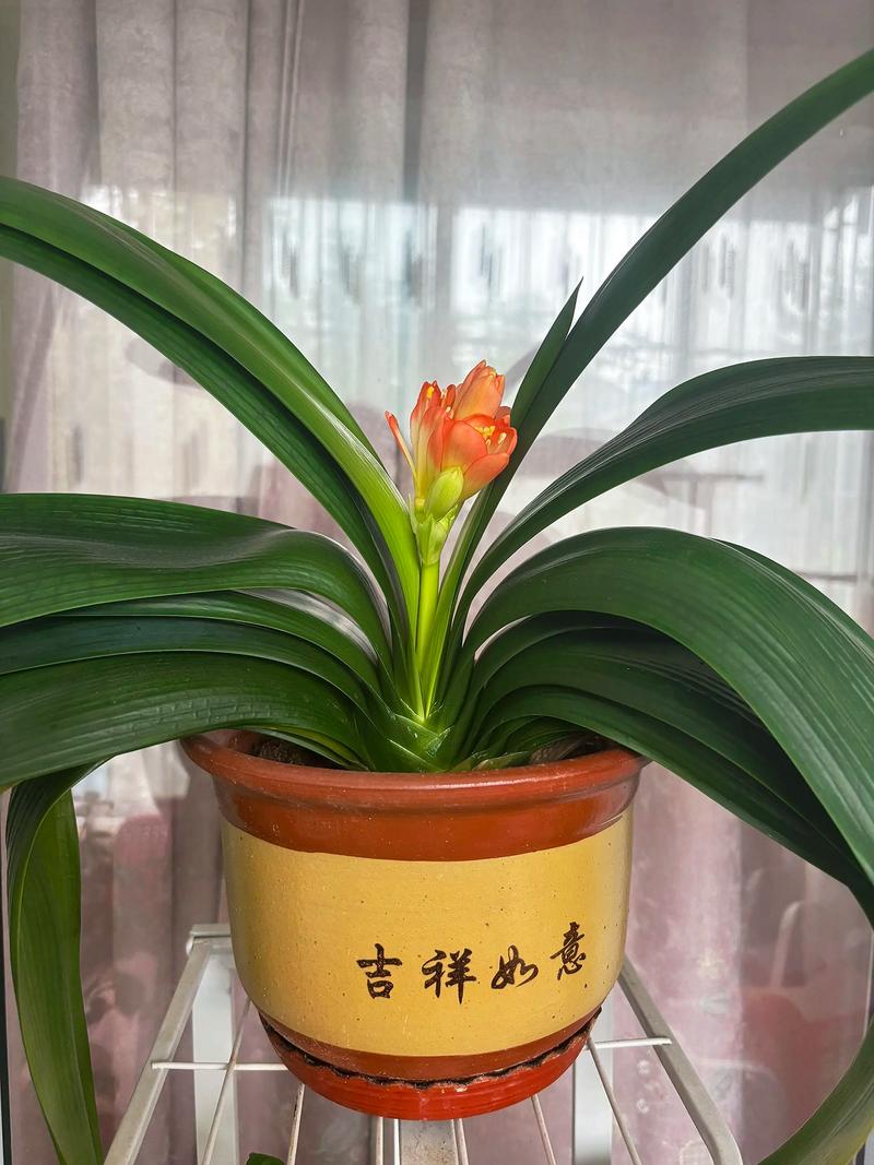 不开花不结果常见原因与解决