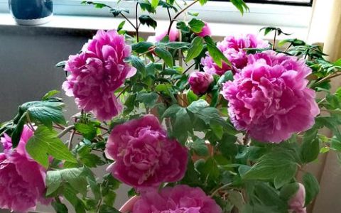 牡丹花能栽在花盆里吗？盆栽牡丹的养护全指南