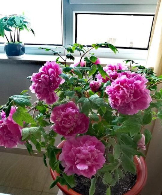 牡丹花能栽在花盆里吗？盆栽牡丹的养护全指南