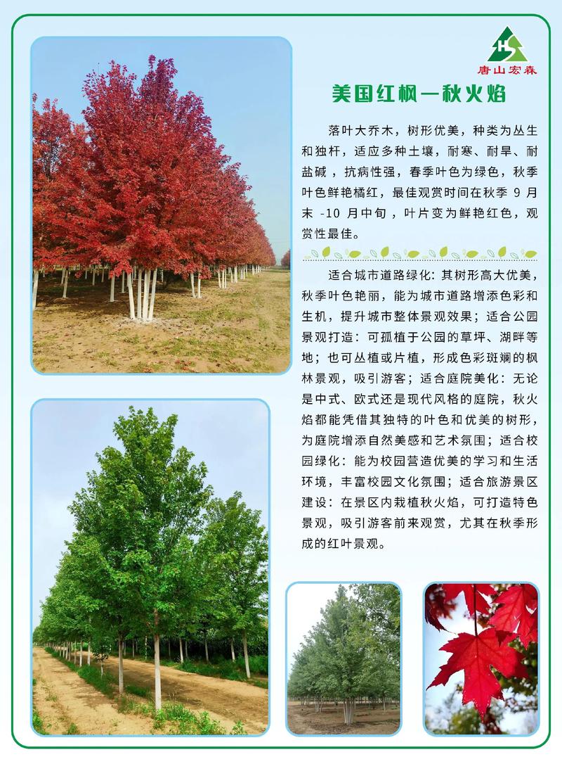 美国红枫苗怎么种?七大步骤教你提高成活率 二、土壤环境