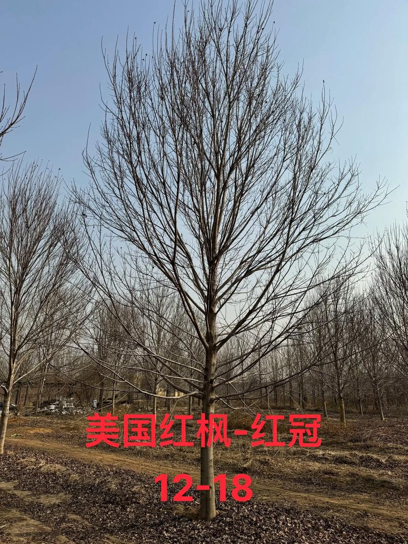 美国红枫苗怎么种?七大步骤教你提高成活率 三、栽前处理