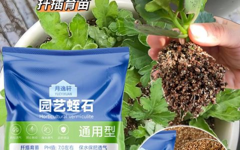 蛭石可以扦插长寿花吗？