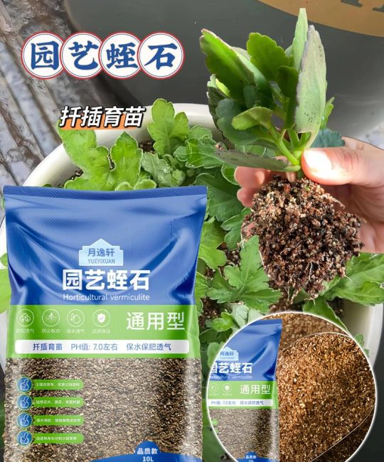 蛭石可以扦插长寿花吗？