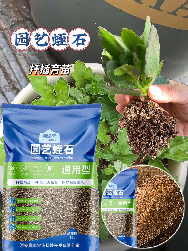 蛭石可以扦插长寿花吗? 一、品种确认与繁殖方式选择