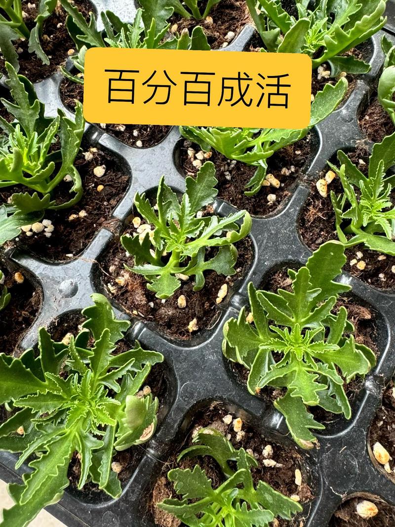 蛭石可以扦插长寿花吗? 结语