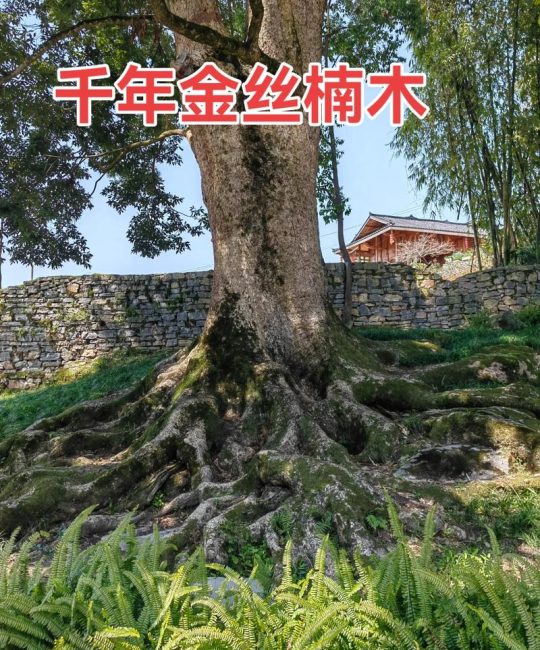 金丝楠木有什么特点？一文读懂它的形态、价值与识别要点