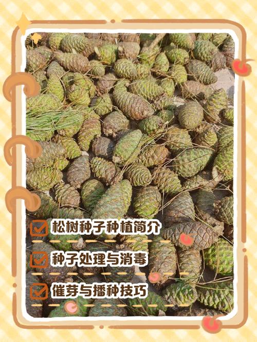 松树靠什么传播种子?松树种子播种与种植技术全指南 六、缓苗管理(出苗期)