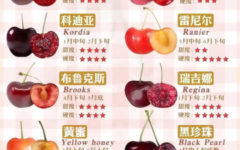 樱桃品种对比：最贵的三个樱桃品种及其特点