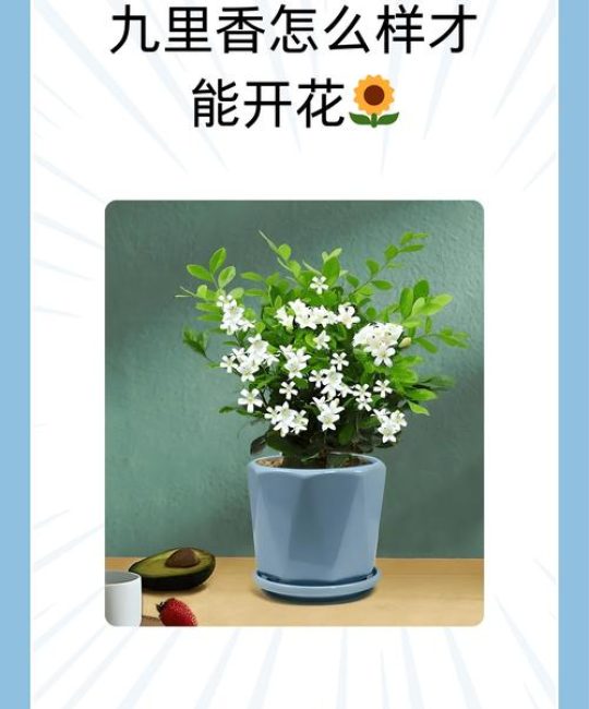 九里香怎么养护才开花？掌握这6个关键，轻松养出满树香花